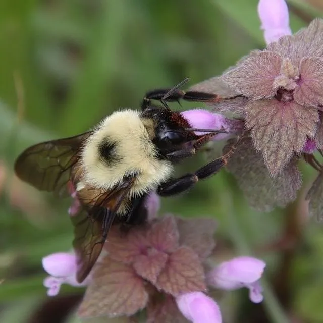 thumbnail for publication: Bumble Bees of Florida